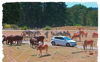 Sortie à Thoiry : voir les animaux en voiture