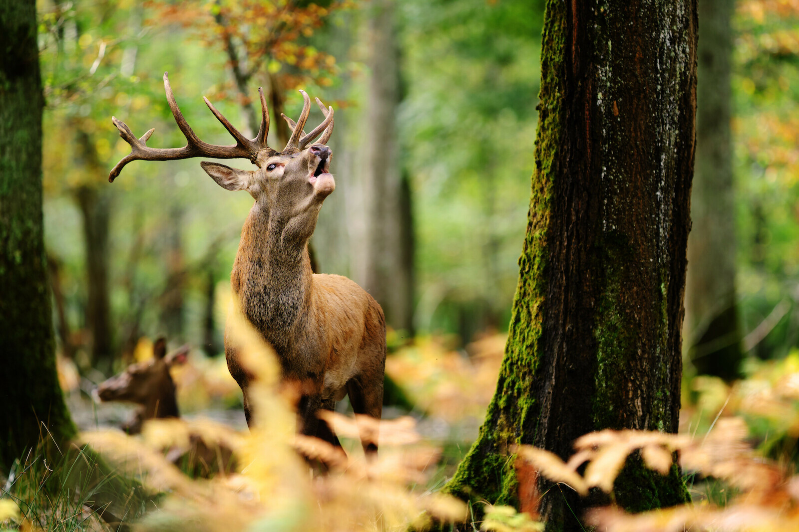 Un cerf brame devant une biche couchée, dans les sous-bois de l'Espace Rambouillet