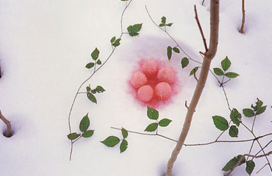 L'adresse - Musée de la Poste : exposition Nils Udo : Nature, jusqu'au 1er octobre